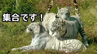 シロップ、ツキ、シグレ　集合しました【伊豆アニマルキングダム】Syrup Tsuki Shigure Izu Animal Kingdom 
