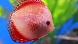 PFK Shoptour: Fishkeeper Livingston