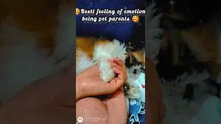 🥰🥹#best #feeling of #emotional #attachment being #pets #parents ❤️🧿.. #shorts #youtubeshorts #viral