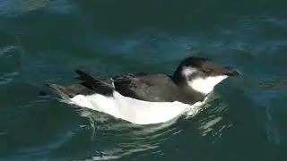 Alca com&uacute;n  Alca torda Santo&ntilde;a