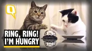 The Quint: Ring Ring! These Hungry Cats Can&rsquo;t Get Enough Food