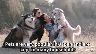 Top 5 popular pets in Japan