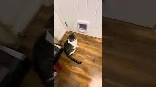 Cat flap training 🐈😅 #cat #catlover #cats #catvideos