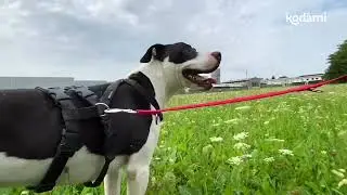 Abbandonato fuori dal canile, Eron simbolo della forza e della positività dei Pitbull