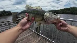 Fish pulling hard under the pier at Burke Lake Park!!!
