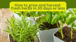 Plant now and harvest these herbs in 30 days!! #basil #dill #cilantro #homegrown #organicgardening