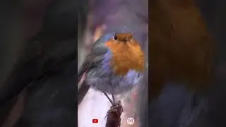 10 Most Beautiful Birds of Amazon Forest | Bird Sounds in Rainforest | Bird Chirping