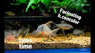 Fascinating h. concolor