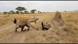 Hyena Biggest Mistake of Its Life Nature&rsquo;s Worst Matchup/Hyena vs Honey Badger