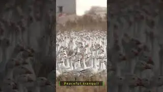 🪿 A Sea of Geese &mdash; Calm Chaos in Perfect Harmony | Peaceful_Tranquil