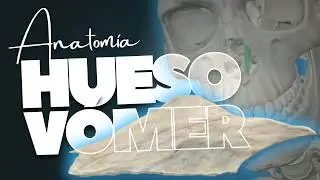 🔥 HUESO V&Oacute;MER en 3D | EXPLICACI&Oacute;N de TODA su ANATOMIA [2025]