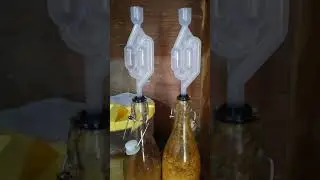 cherry wine and apple cider fermentation with S shape air lock