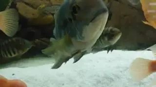 Notopterus