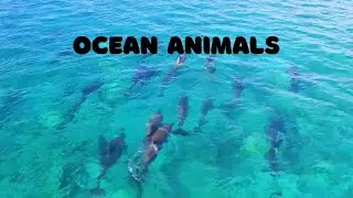 Ocean Animals - Calming Underwater Sea Life
