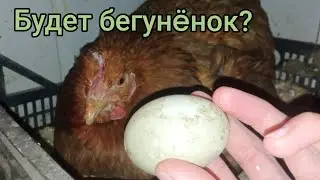 Индийские бегунки снесли первое яйцо, и я отдал его курице😮