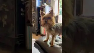 Щенок добермана 🐶#kid #yorkie #movie #funny #pets #fun #happy #fun #dog #travel #creative #юмор