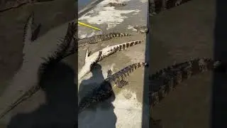 #crocodile #baffling animal behavior #crocodile prince #dangerous actions