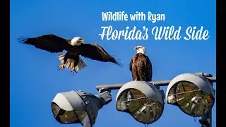 Florida's Wild Side - Short Film