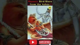 Phoenix Bird Rises from the Ashes