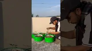 Soil less potting mix #plantlover #plantbased #gardening #pottingmix