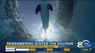Winter the Dolphin dies after battle with intestinal issues
