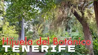Тенерифе - Хихуэла-дель-Ботанико, Ла-Оротава 🌳