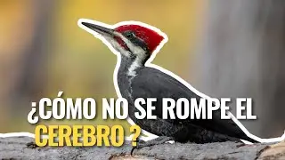 El Pájaro Carpintero: El Ave que Taladra Árboles a 20 Golpes por Segundo