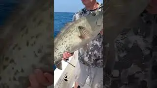 Big Gag Grouper