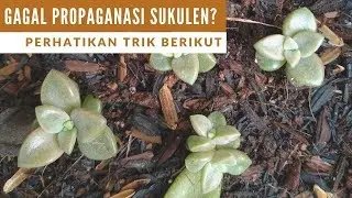 #succulent 9: Gagal Propagasi Sukulen? Ganti Air! atau media tanam!