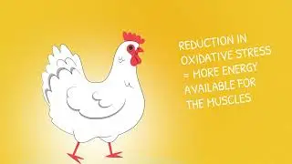 Stimflash&reg; &ndash; Reducing Oxidative Stress and Supporting Performance in Poultry Farming
