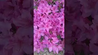 Purple Azalea 🥰 looks beautiful