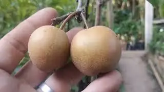 Frutífera produzindo pera sapoti araçá jabuticaba olho de boi l. Melancia 21989297468 horto Meireles