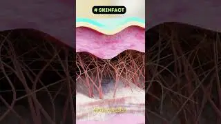 Layers of skin | #humanfacts #shorts #skin