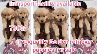 Golden retriever puppies for sale/9391354526/warangal/dog market in warangal 
