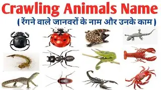 20 Crawling Animals for Kids | रेंगने वाले जानवर | Educational Video for Children | Reptiles, Insect