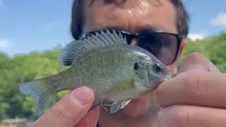 CATCHING FISH ON A BARE HOOK! #shorts