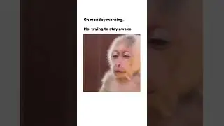 When the Weekend Hits: A Baby Monkey&rsquo;s Struggle to Stay Awake! #shorts
