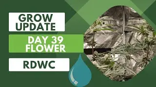 Day 39 flower update cannabis RDWC DWC