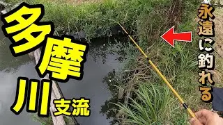 多摩川支流でタナゴ探し！できれば釣りたい！【野川で小物釣り】