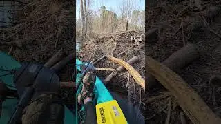 Huge Beaver Den