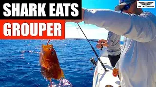 SHARK EATS GROUPER WHILE JIGGING