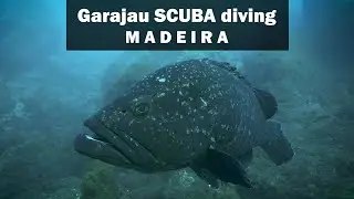 Diving with groupers in Garajau, Madeira