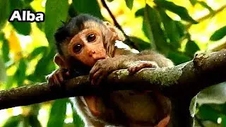 Poor Life Poor Baby Alba Sad Cos She hungry | Nasty Mum Anna Don't Give Alba Milk So Long Time