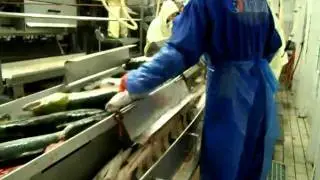 Salmar scraping2.AVI