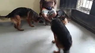 Cómo socializar un cachorro - Último video de Asty