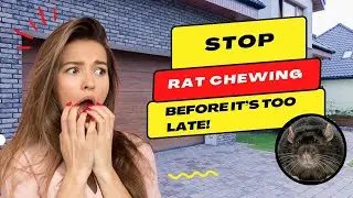 Best Way to Get Rid of Rats  Expert Rat Chewing Pest Control & Repair