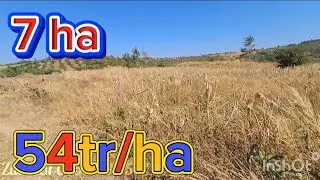 1 lô rẻ nhất năm 7 ha 54tr/ha