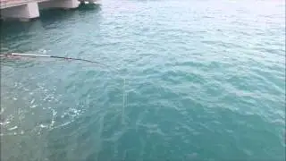 Golden Trevally (GT) (Sagai)  feeding frenzy at Bedok Jetty