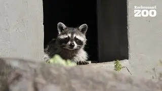 Korkeasaaren uudet asukkaat ensi kertaa videolla - pesukarhut herkuttelemassa!