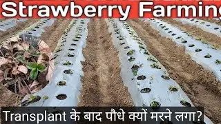 Strawberry Farming -Day 5|Paudha kyu Marne laga?#strawberry#vlog#tryfarms#jeevamrit#wintercrop